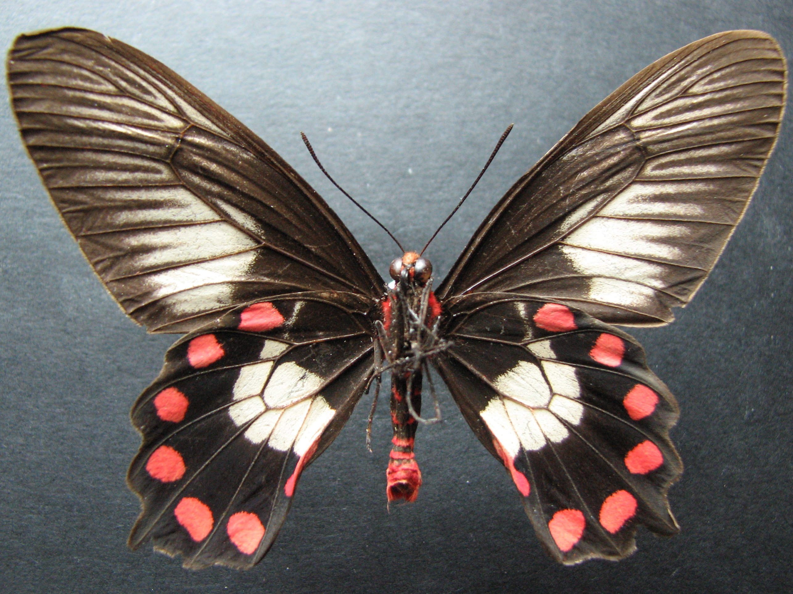 red swallowtail butterfly