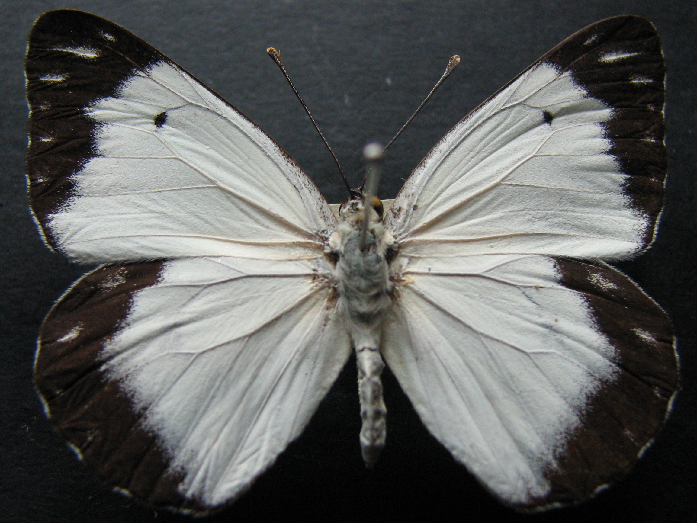 Life Cycle of Caper White - (Belenois java teutonia)