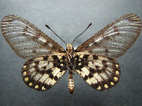 Adult, male, underside: Glasswing (Acraea andromacha andromacha)
