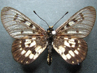 Adult, female, upperside: Glasswing (Acraea andromacha andromacha)