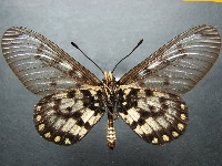 Adult, female, underside: Glasswing (Acraea andromacha andromacha)