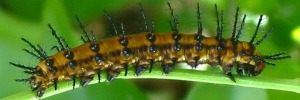 Final instar larva, side view: Glasswing (Acraea andromacha andromacha)
