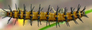 Final instar larva, top view: Glasswing (Acraea andromacha andromacha)