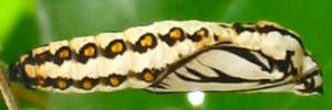 Pupa, side view: Glasswing (Acraea andromacha andromacha)