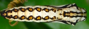 Pupa, top view: Glasswing (Acraea andromacha andromacha)