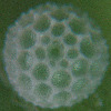 Egg, egg: Pale Ciliated-blue (Anthene lycaenoides godeffroyi)
