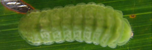 Final instar larva, top view: Pale Ciliated-blue (Anthene lycaenoides godeffroyi)
