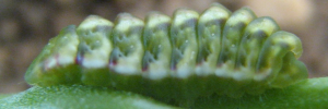 Final instar larva, side view: Pale Ciliated-blue (Anthene lycaenoides godeffroyi)