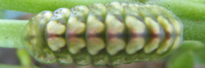 Final instar larva, top view: Pale Ciliated-blue (Anthene lycaenoides godeffroyi)