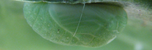 Pupa, side view: Pale Ciliated-blue (Anthene lycaenoides godeffroyi)