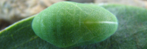 Pupa, top view: Pale Ciliated-blue (Anthene lycaenoides godeffroyi)