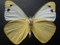 Adult, male, underside: Yellow Albatross (Appias paulina ega)