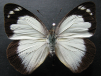 Adult, female, upperside: Yellow Albatross (Appias paulina ega)
