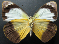 Adult, female, underside: Yellow Albatross (Appias paulina ega)