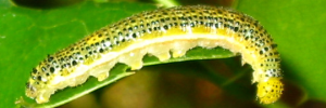 Final instar larva, side view: Yellow Albatross (Appias paulina ega)