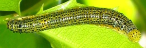 Final instar larva, top view: Yellow Albatross (Appias paulina ega)