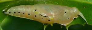 Pupa, side view: Yellow Albatross (Appias paulina ega)
