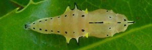 Pupa, top view: Yellow Albatross (Appias paulina ega)