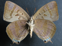 Adult, male, underside: Purple Oak-blue (Arhopala centaurus centaurus)
