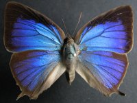 Adult, female, upperside: Purple Oak-blue (Arhopala centaurus centaurus)