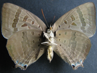 Adult, female, underside: Purple Oak-blue (Arhopala centaurus centaurus)