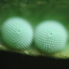 Egg, egg: Purple Oak-blue (Arhopala centaurus centaurus)