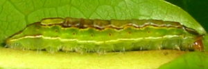 Final instar larva, side view: Purple Oak-blue (Arhopala centaurus centaurus)