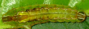 Final instar larva, top view: Purple Oak-blue (Arhopala centaurus centaurus)