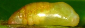 Pupa, side view: Purple Oak-blue (Arhopala centaurus centaurus)