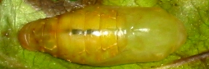 Pupa, top view: Purple Oak-blue (Arhopala centaurus centaurus)