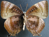 Adult, male, underside: Shining Oak-blue (Arhopala micale amytis)