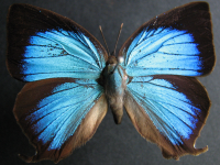 Adult, female, upperside: Shining Oak-blue (Arhopala micale amytis)