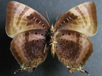 Adult, female, underside: Shining Oak-blue (Arhopala micale amytis)