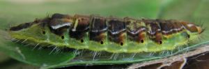 Final instar larva, side view: Shining Oak-blue (Arhopala micale amytis)