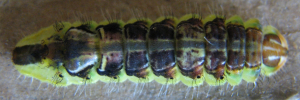 Final instar larva, top view: Shining Oak-blue (Arhopala micale amytis)