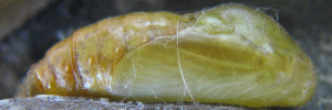 Pupa, side view: Shining Oak-blue (Arhopala micale amytis)