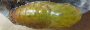 Pupa, top view: Shining Oak-blue (Arhopala micale amytis)