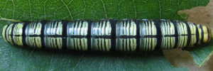 Final instar larva, top view: Narrow-winged Awl (Badamia exclamationis)