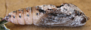 Pupa, side view: Narrow-winged Awl (Badamia exclamationis)