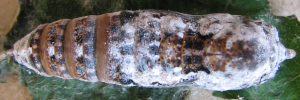 Pupa, top view: Narrow-winged Awl (Badamia exclamationis)
