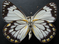 Adult, male, underside: Caper White (Belenois java teutonia)