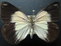 Adult, female, upperside: Caper White (Belenois java teutonia)