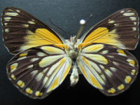 Adult, female, underside: Caper White (Belenois java teutonia)