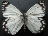 Adult, male, upperside: Caper White (Belenois java teutonia)