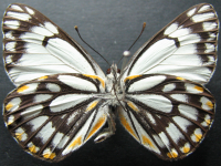 Adult, male, underside: Caper White (Belenois java teutonia)