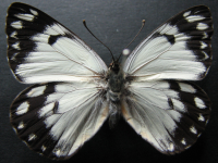 Adult, female, upperside: Caper White (Belenois java teutonia)