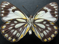 Adult, female, underside: Caper White (Belenois java teutonia)