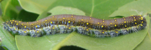 Final instar larva, side view: Caper White (Belenois java teutonia)