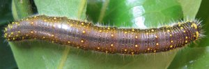 Final instar larva, top view: Caper White (Belenois java teutonia)
