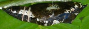 Pupa, side view: Caper White (Belenois java teutonia)